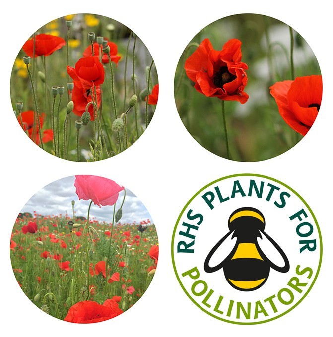 Seedball Mix Seed Bombs (British Wild Flower Tin)  - Poppy - Sow Spring Autumn