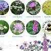Seedball Beetle Mix Seed Bombs (British Wild Flower Tin)  - Sow Spring Autumn