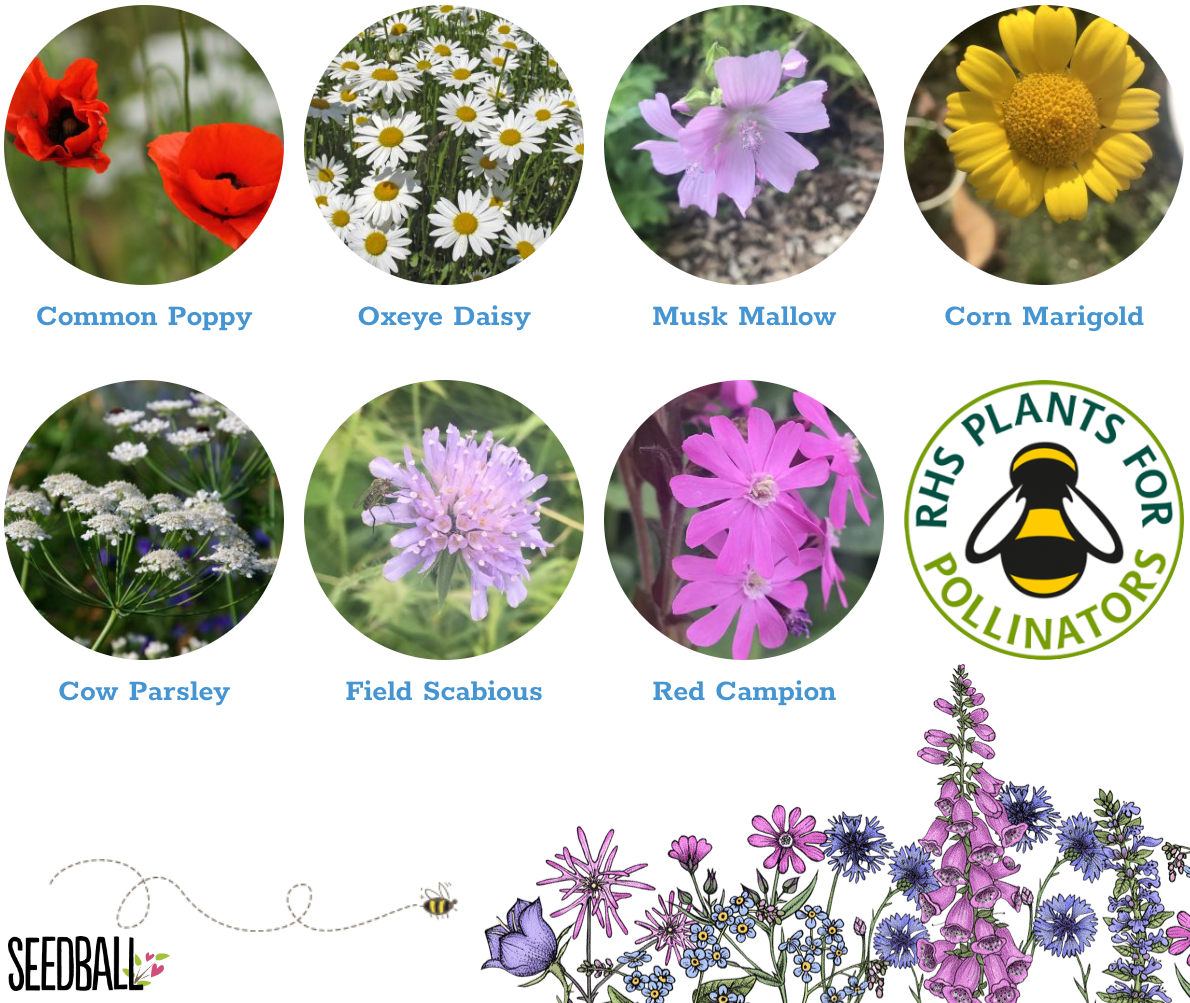 Seedball Mix Seed Bombs UK Wild Flower Tin  ARTISTS MEADOW Sow Spring Autumn