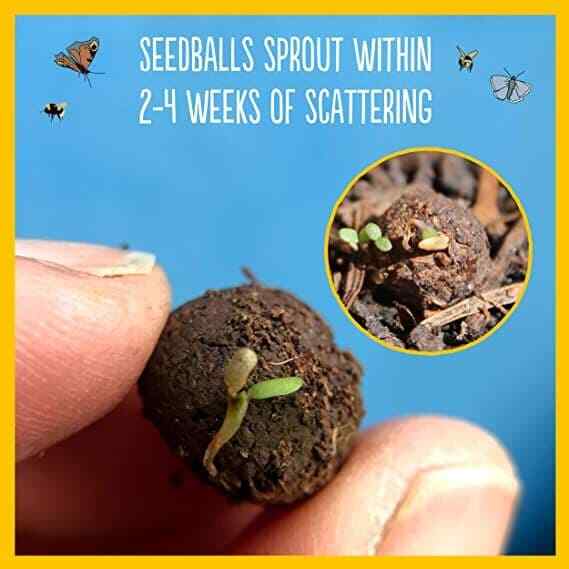 Seedball Bird Mix Seed Bombs (British Wild Flower Tin)  - Sow Spring Autumn