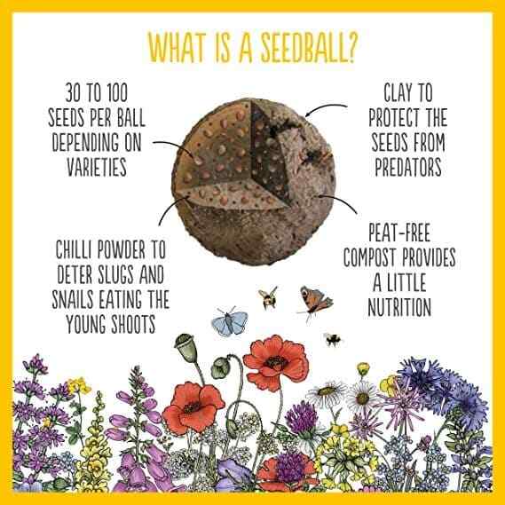 Seedball Beetle Mix Seed Bombs (British Wild Flower Tin)  - Sow Spring Autumn
