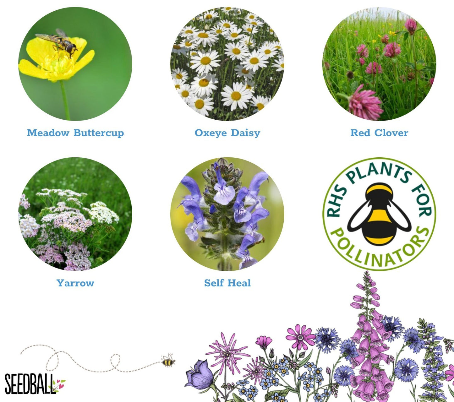 Seedball Mix Wild Flower Seed Bombs for Wildlife - Plantlife Sow Spring Autumn